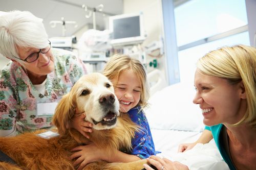 where are therapy dogs used