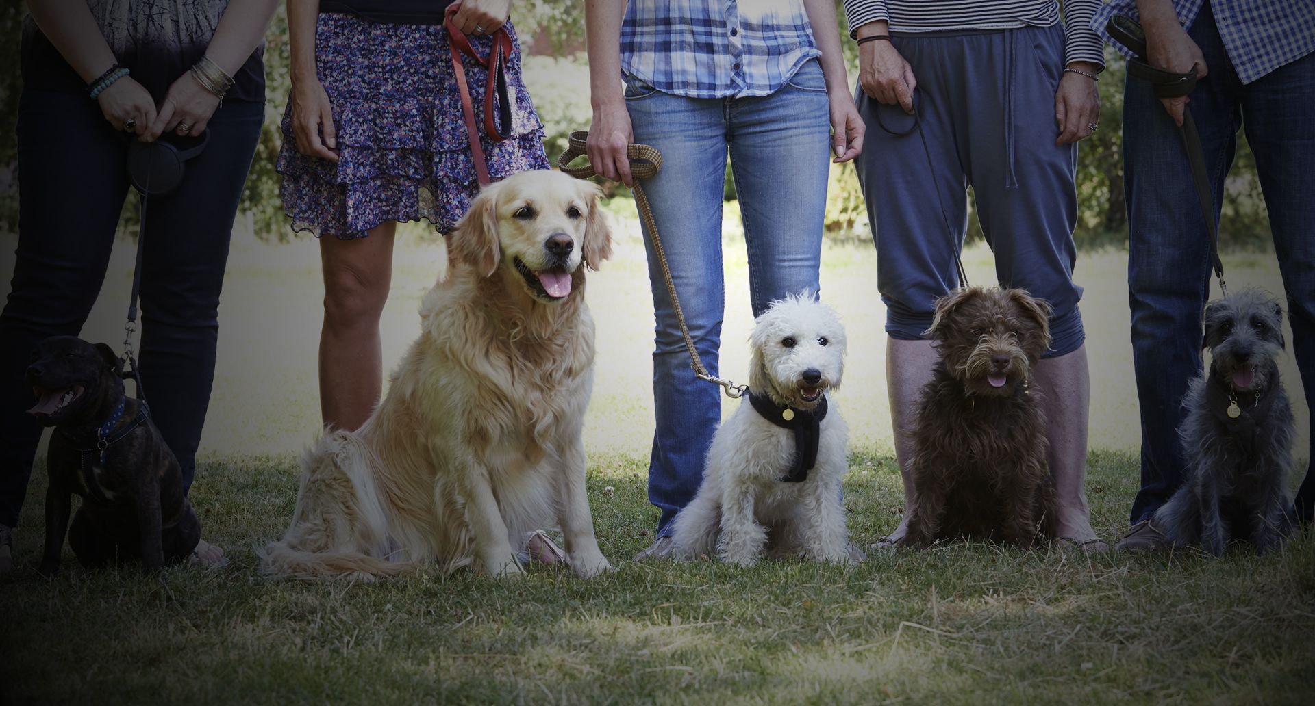 Alliance fashion of therapy dogs renewal