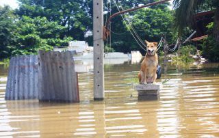 Creating a Disaster Preparedness Plan for Your Pets