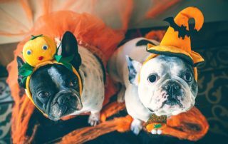 How to Keep Your Dog Safe During Halloween