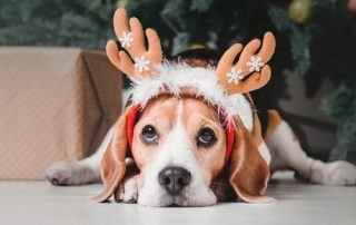 What Gift Should I Give My Dog This Holiday Season?