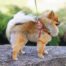 How to Prepare Your Puppy to be a Therapy Dog - Alliance of Therapy ...