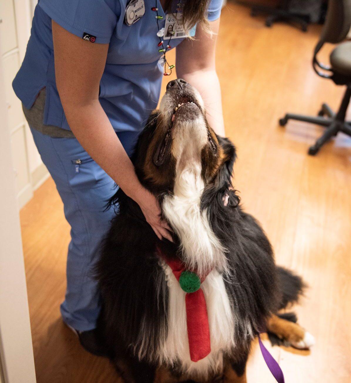 therapy-dogs-at-hospitals-alliance-of-therapy-dogs-inc