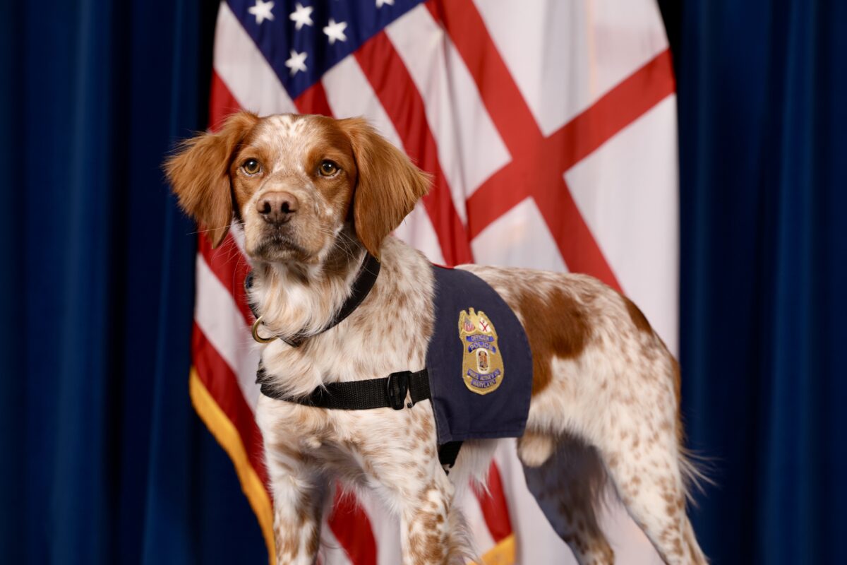 Therapy Dogs For First Responders Alliance of Therapy Dogs
