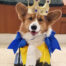 A corgi therapy dog is dressed up as royalty.