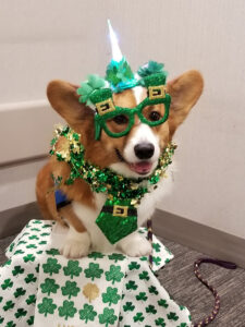 A corgi therapy dog is dressed as a leprechaun.