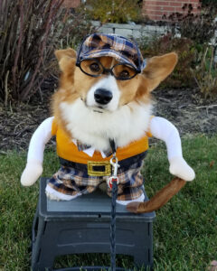 A corgi therapy dog is dressed as Sherlock Holmes.