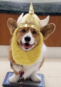 A corgi therapy dog is dressed as a viking.