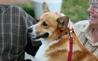 A therapy dog handler lets a person pet their corgi.