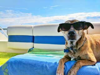Brown dog jokingly practices dog safety by wearing sunglasses.