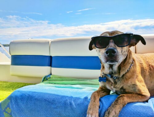 Dog Days Of Summer: Dog Summer Safety