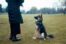 A person wearing a black jacket training their german shepherd outside on the grass.