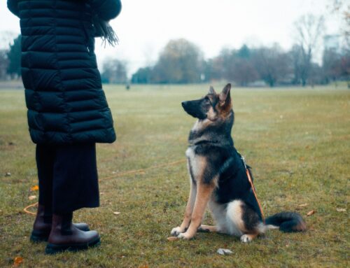 Training Your Dog: You Can Teach an Old Dog New Tricks