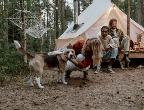 Get Ready For Adventure: Camping With Your Dog