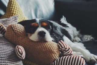 A spaniel sleeping