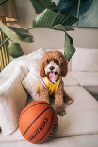 A cavapoo wearing a lakers jersey poses with a basketball to show support for athletes.