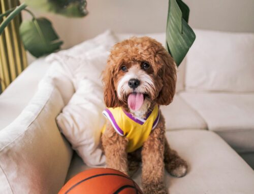 Therapy Dog Support For Athletes