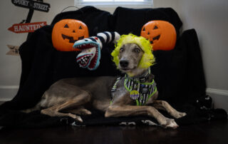 Dog in halloween setting with wig on.