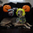 Dog in halloween setting with wig on.