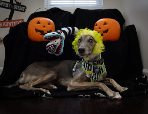 Four Ways to Make Sure Your Dog Enjoys Halloween