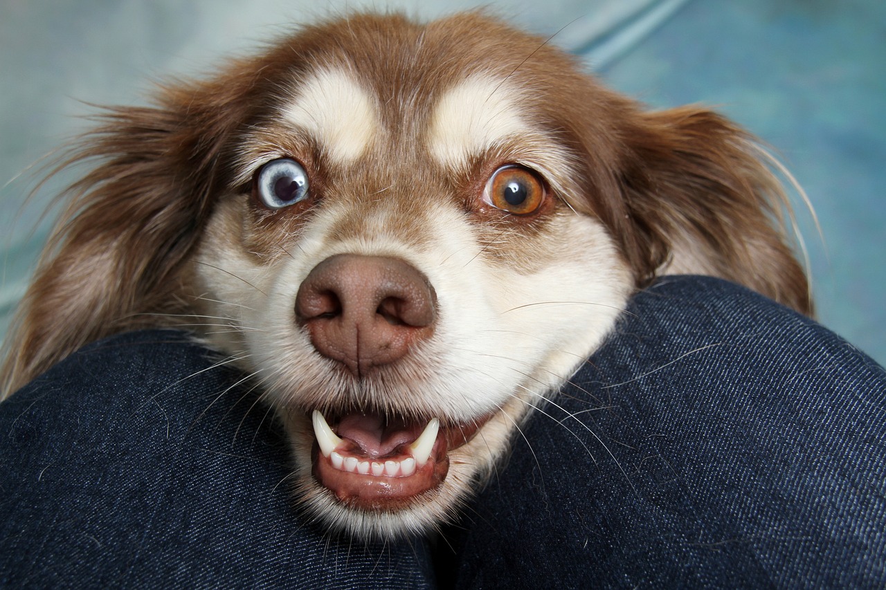 A dog with one blue eye and one brown eye comforts a person.