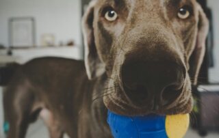 A close up of a rescue dog with a ball in their mouth.