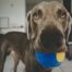 A close up of a rescue dog with a ball in their mouth.