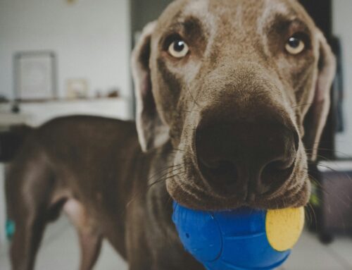 Training A Rescue Dog To Become A Therapy Dog