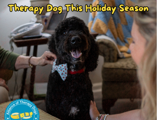 7 Places to Visit with Your Therapy Dog This Holiday Season