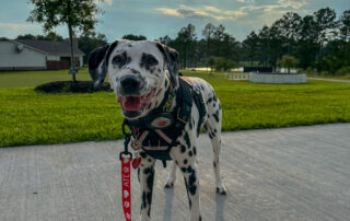 Dalmatian therapy dog in front of green grass clouds and sunshine