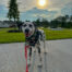 Dalmatian therapy dog in front of green grass clouds and sunshine