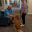 golden retriever and handler volunteer to greet a visitor in chair