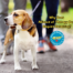 small white and tan dog on leash, human feet in background