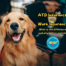 Golden Retriever smiling next to title ATD Insurance vs. work insurance